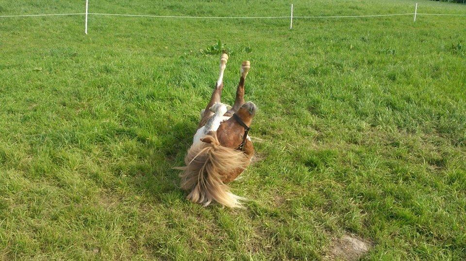 Shetlænder Tvebak billede 3