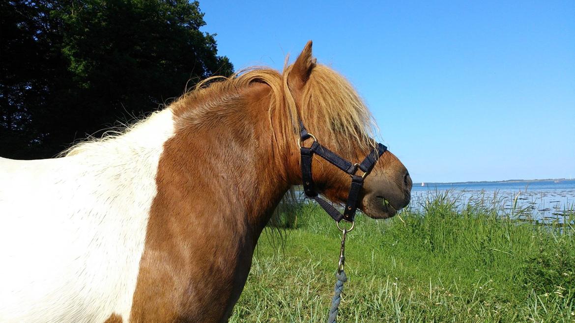 Shetlænder Tvebak - Smuksak. :) billede 1