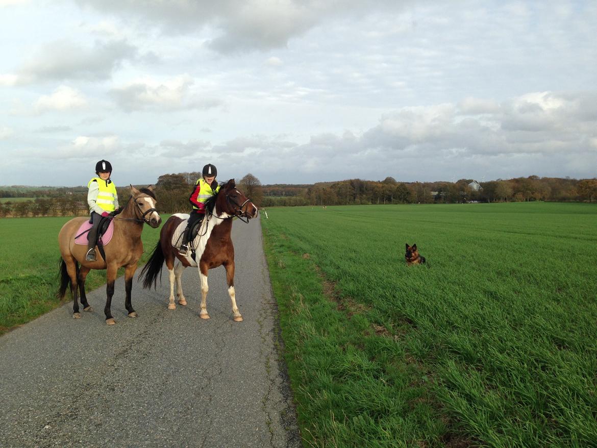 Anden særlig race Damgårds Maggie billede 30