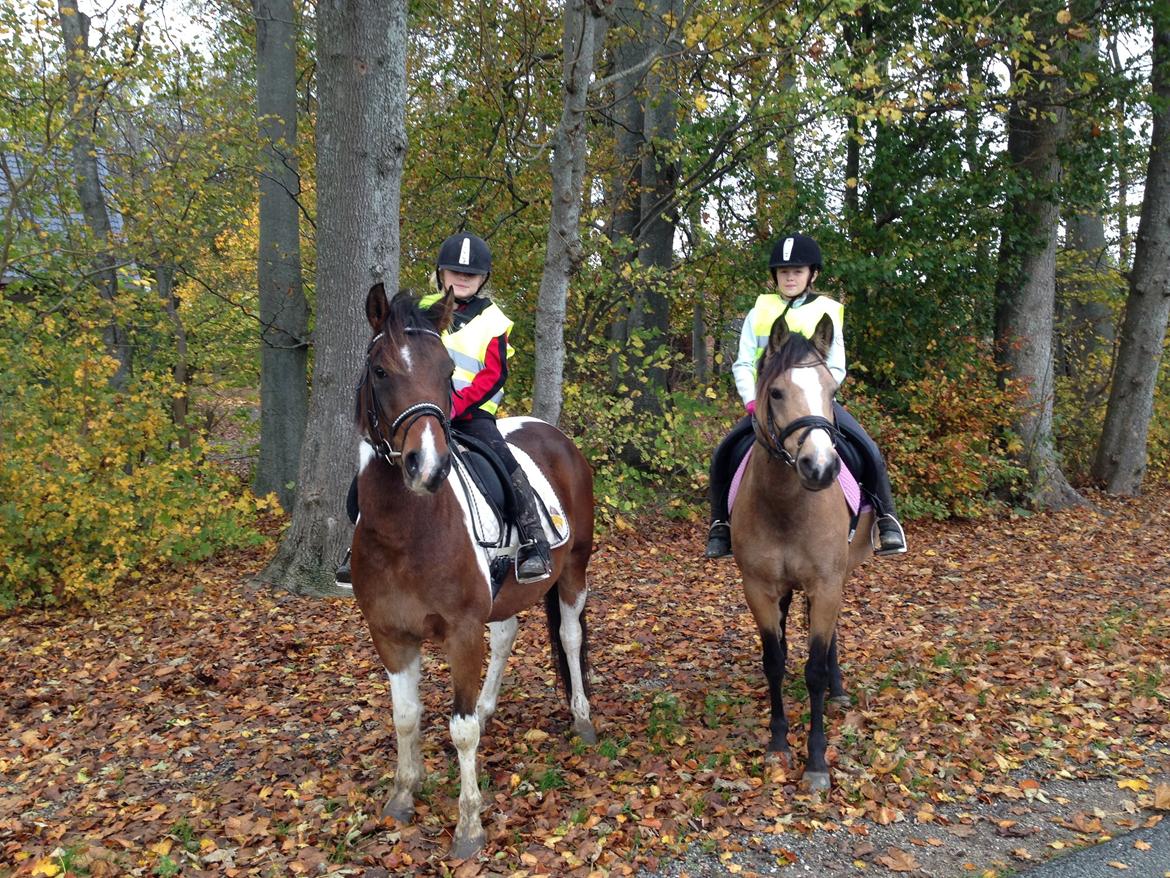 Anden særlig race Damgårds Maggie billede 28