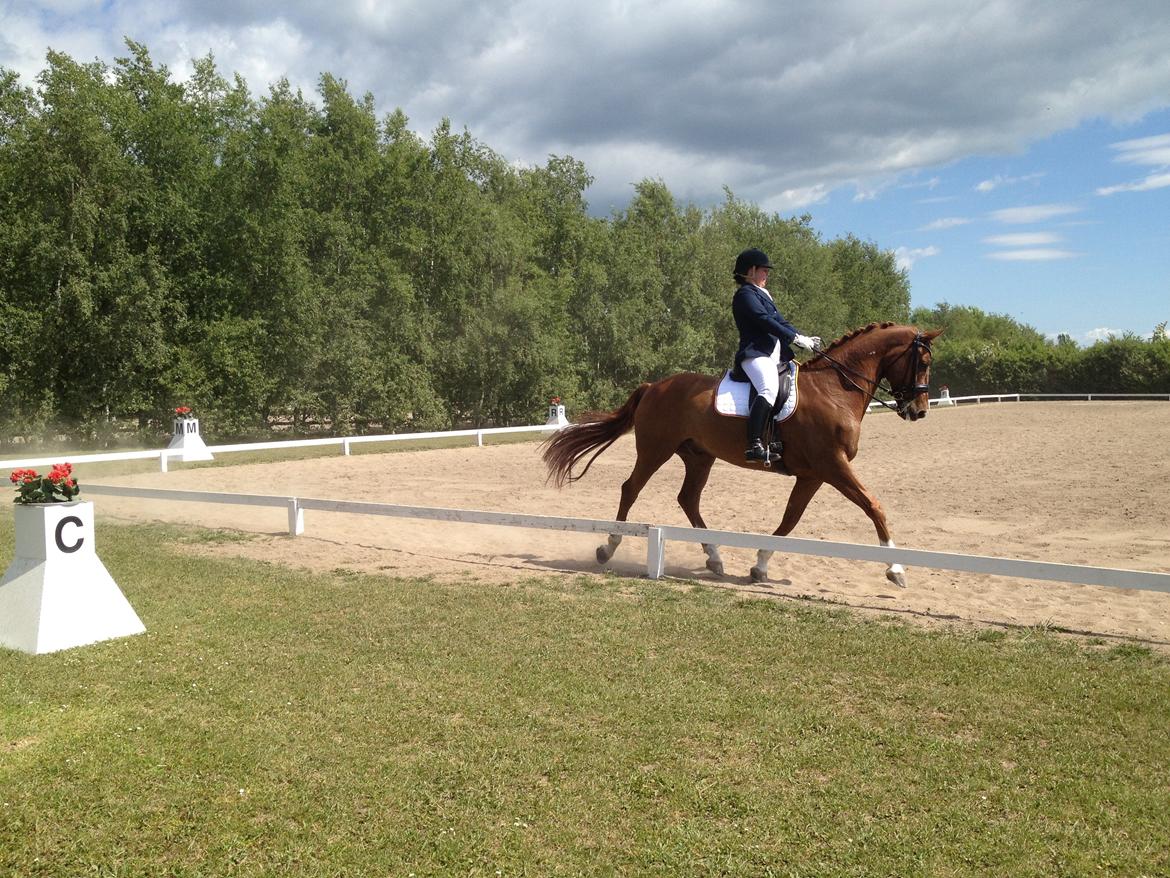 Dansk Varmblod Lathin billede 20