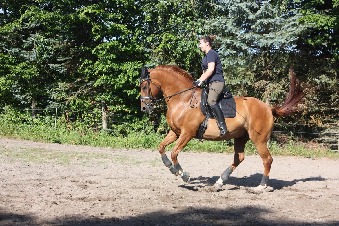 Dansk Varmblod Lathin billede 10