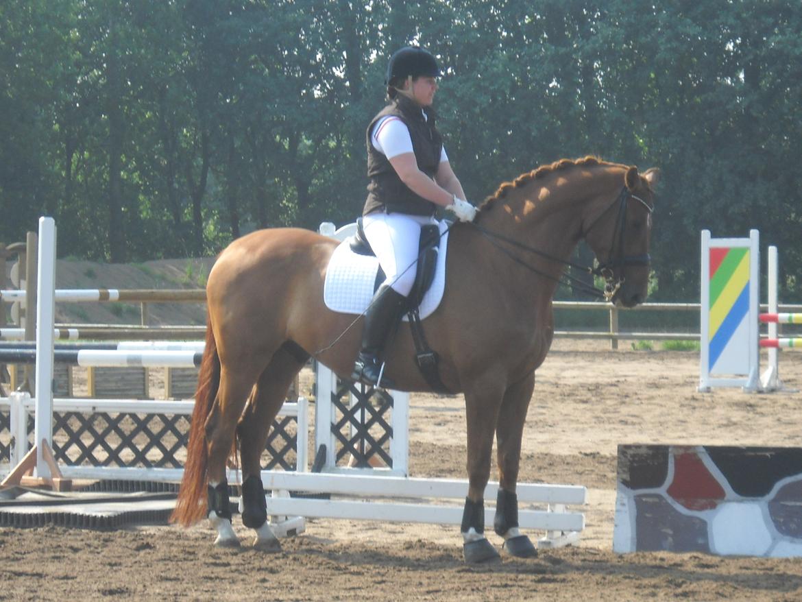 Dansk Varmblod Lathin billede 1