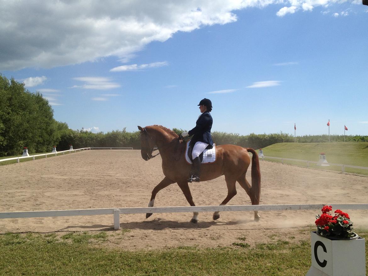 Dansk Varmblod Lathin billede 2