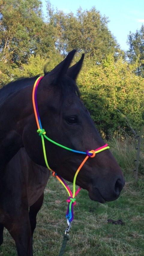 Anden særlig race Gipsy Girl billede 1