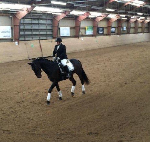 Anden særlig race Maestro billede 2