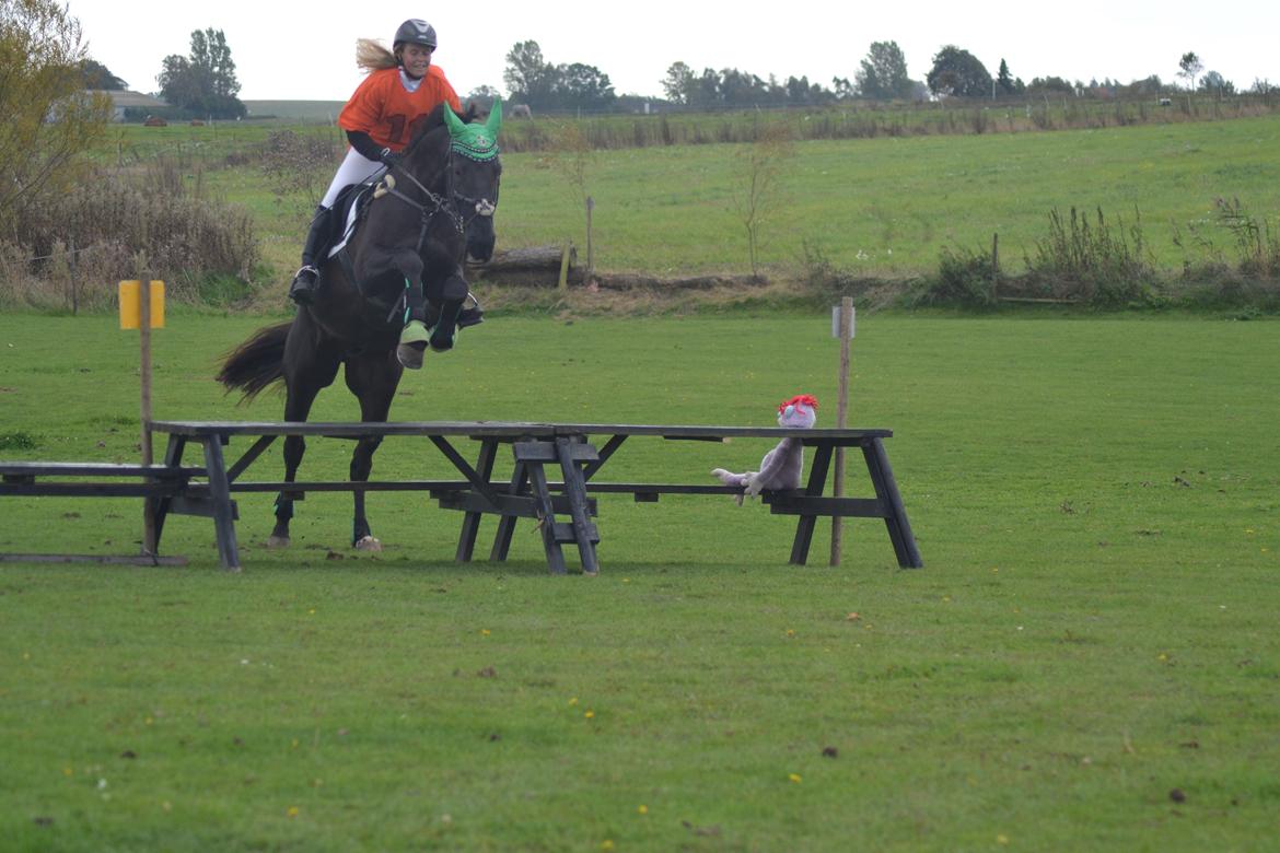 Dansk Varmblod Quendy - L billede 28