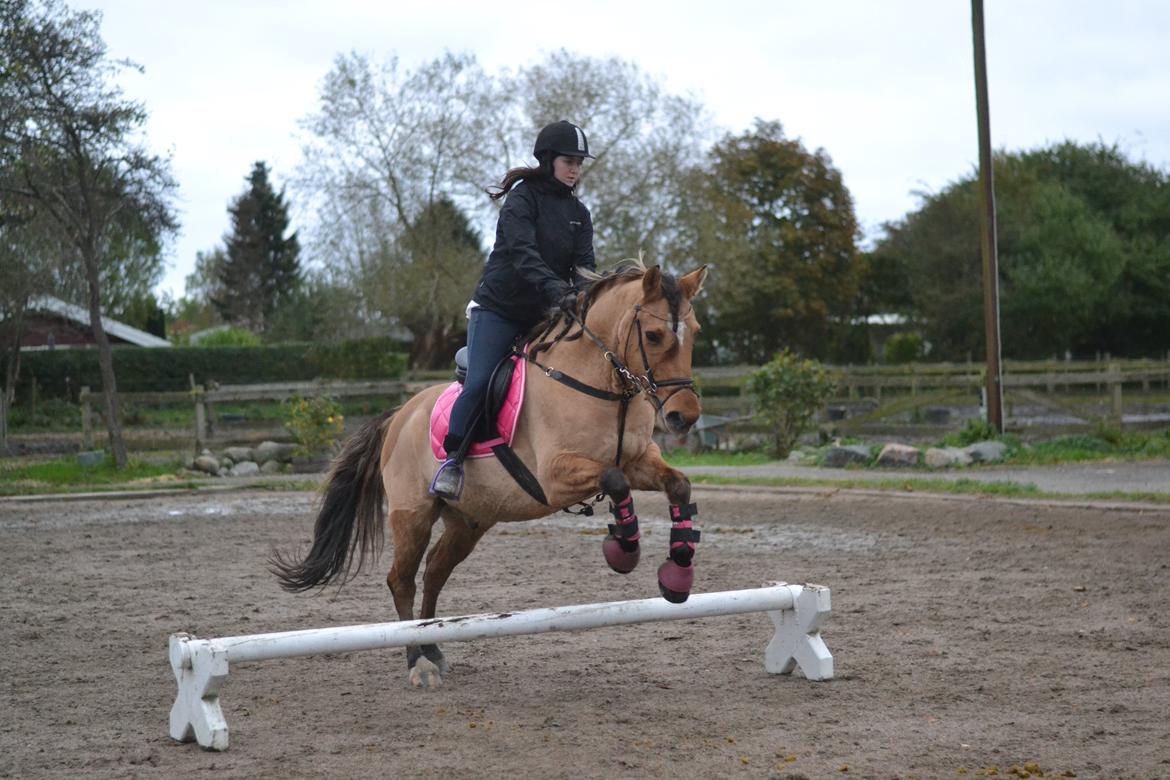 Anden særlig race Cosmos billede 3