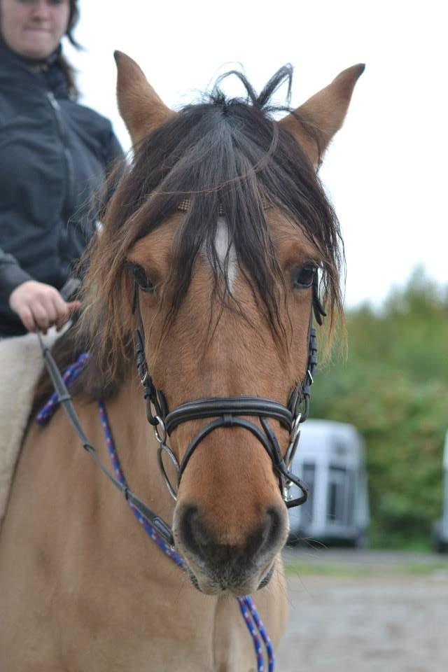 Anden særlig race Cosmos - Velkommen til Cosmos' profil :) billede 1