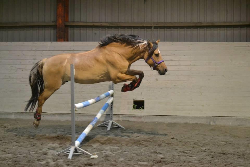 Anden særlig race Cosmos billede 24