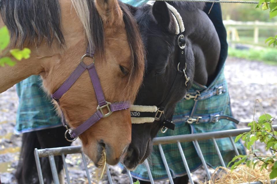 Anden særlig race Cosmos - cosse og hans kæreste billede 15