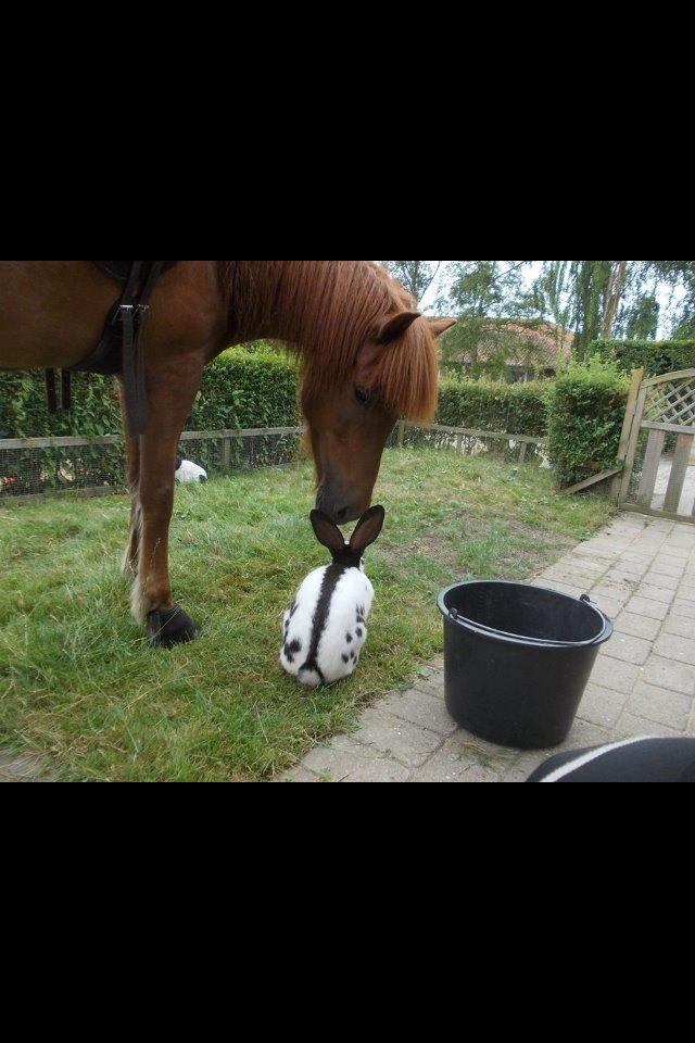 Islænder stjarna<3 billede 16