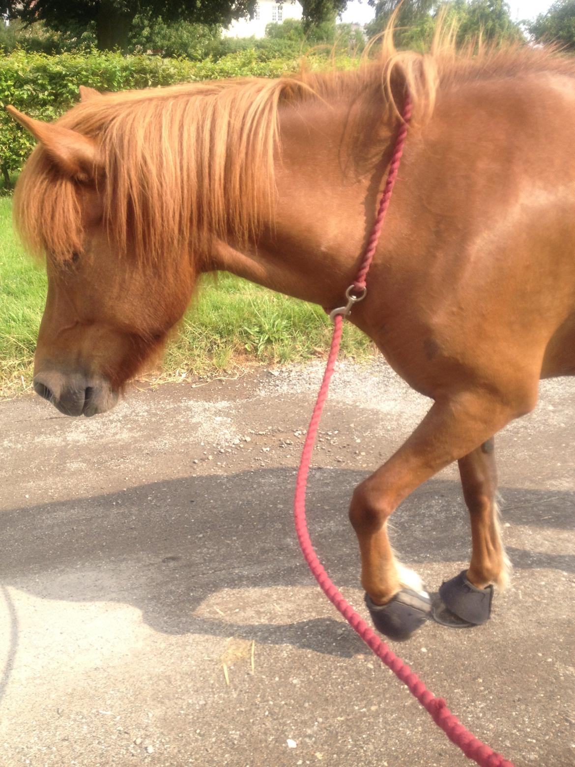 Islænder stjarna<3 billede 15