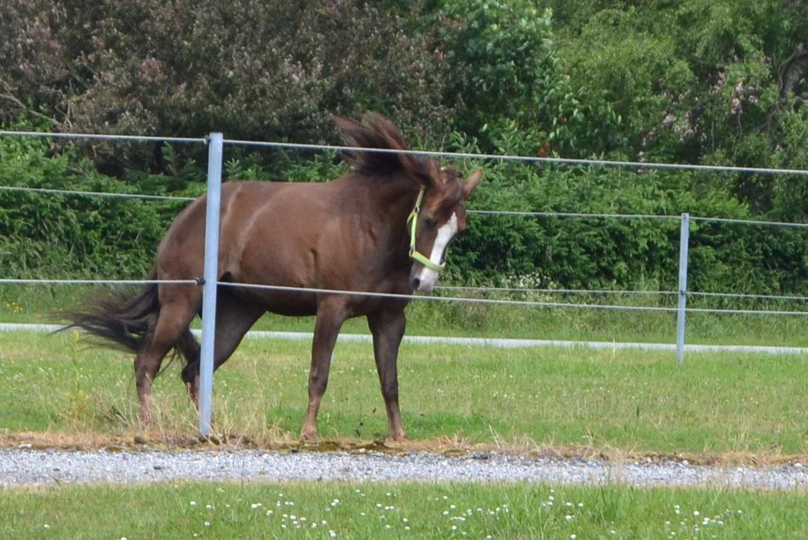 Anden særlig race Little One billede 6