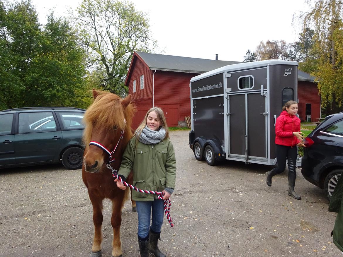 Islænder Elva fra Langtved - Da Elva kom til gården d. 25/10-2014 billede 15
