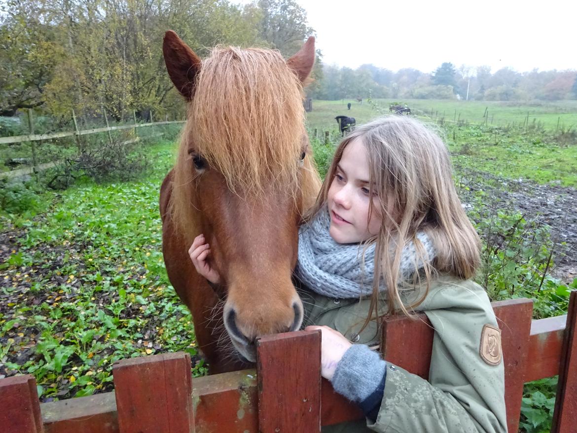 Islænder Elva fra Langtved - Sødeste els...<3 billede 3