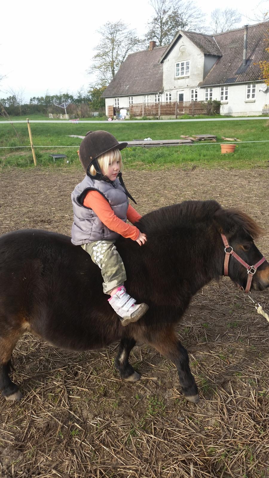 Anden særlig race Amanda billede 4