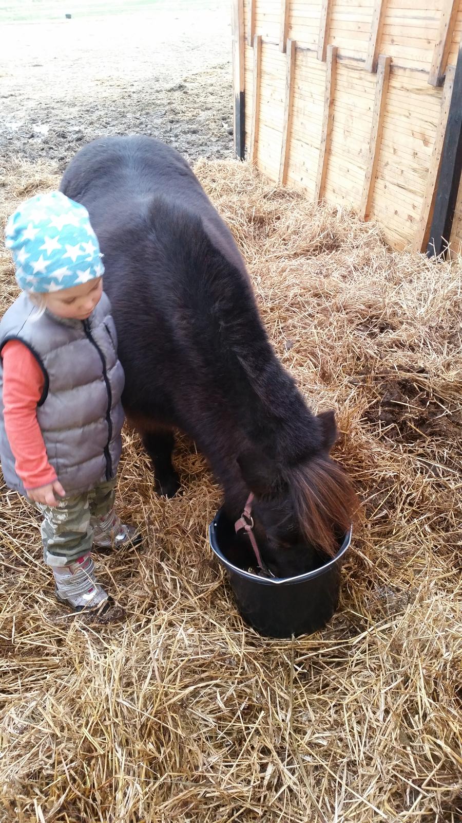 Anden særlig race Amanda billede 5