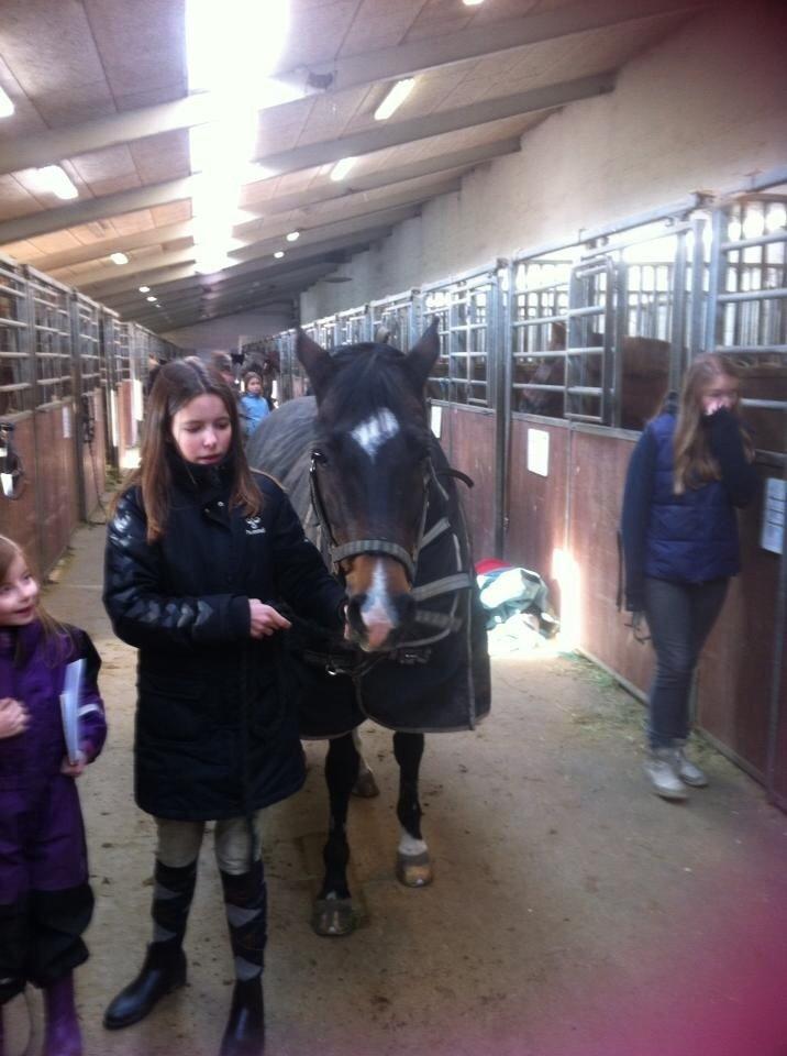 Welsh Cob (sec D) Tongerveld's Amor billede 3