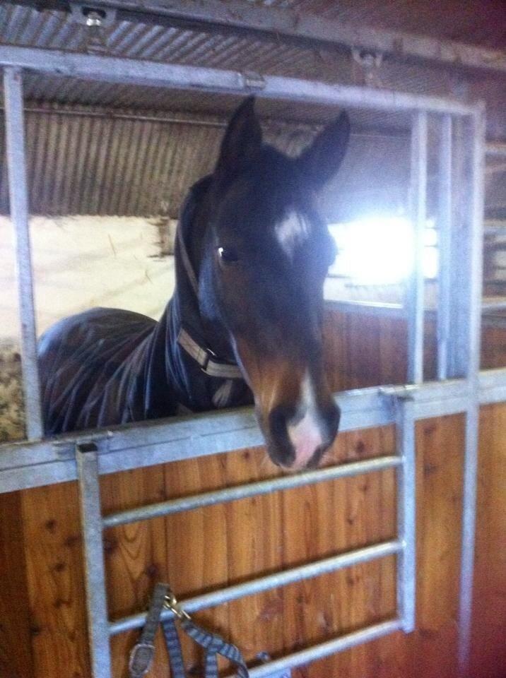 Welsh Cob (sec D) Tongerveld's Amor billede 2