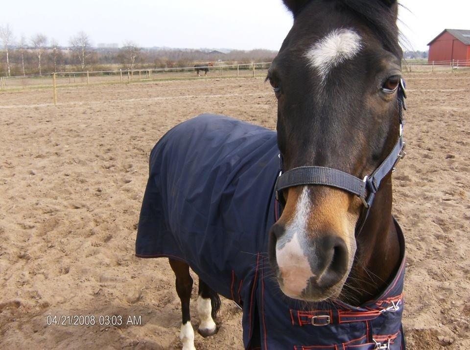 Welsh Cob (sec D) Tongerveld's Amor billede 1