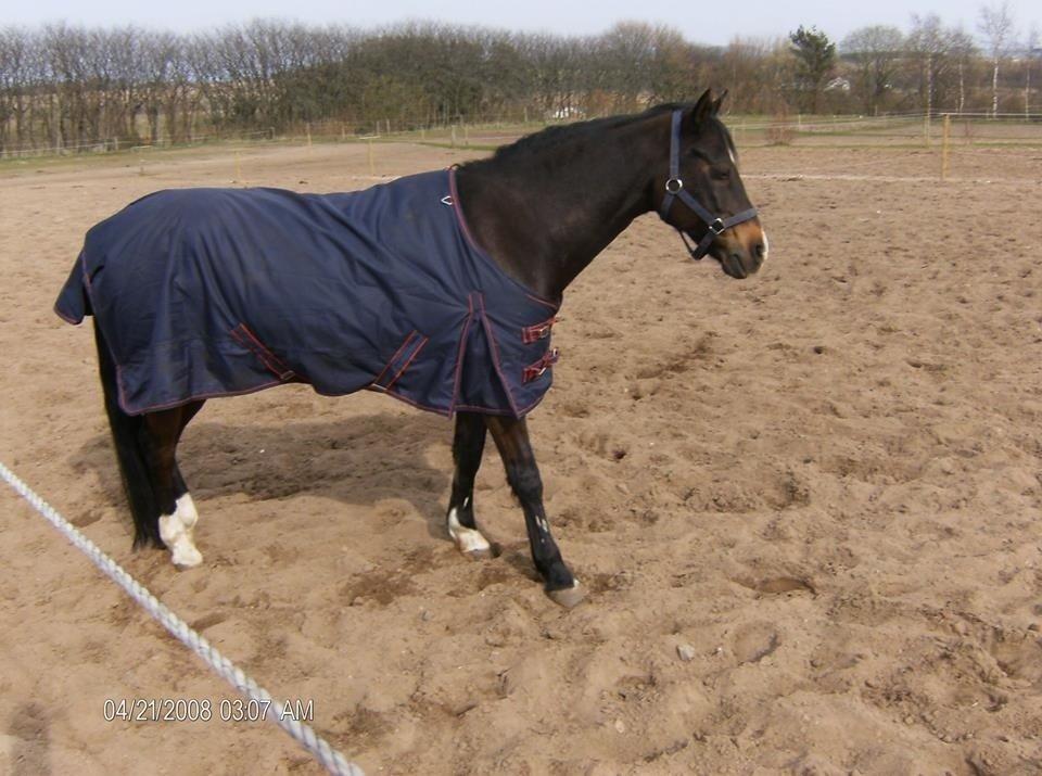 Welsh Cob (sec D) Tongerveld's Amor billede 4