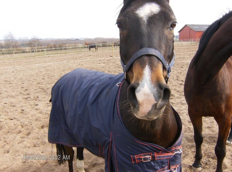 Welsh Cob (sec D) Tongerveld's Amor billede 5