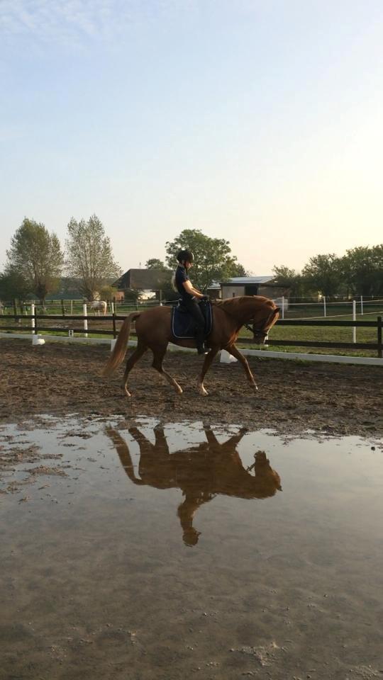 DSP Hoppesgård Stella - Udendørstræning med Stella en af de første dage efter vi fik hende hjem billede 17