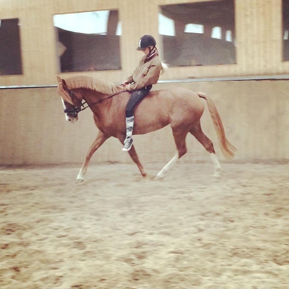 DSP Hoppesgård Stella - Når man venter på sin nye sadel, må man jo bruge alternative metoder til at få rørt ponyen :-) billede 18