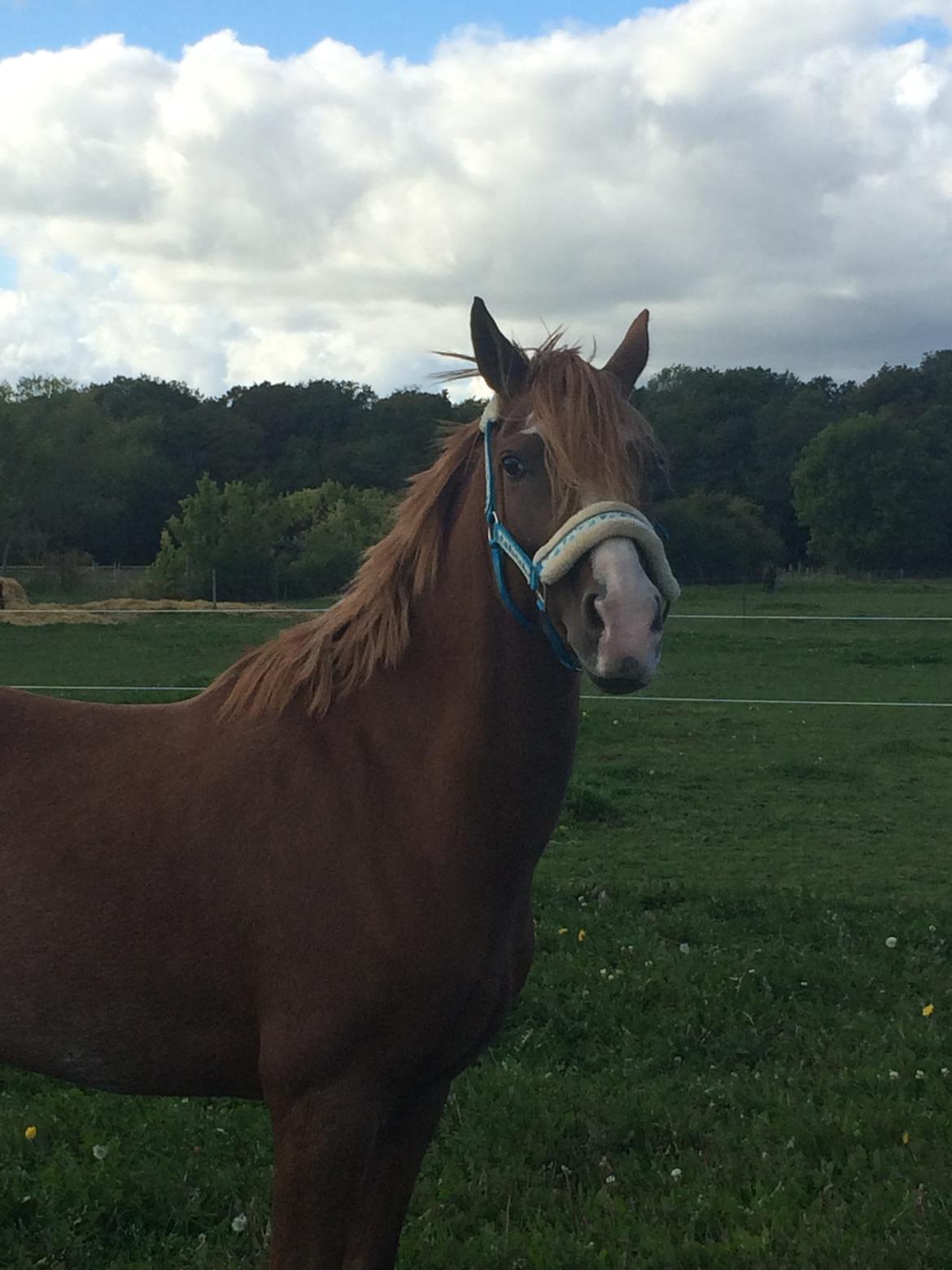 DSP Hoppesgård Stella - 21.09.2014 - Stella netop ankommet til sit nye hjem og får lov til at strække benene efter en lang køretur fra Jylland til Lolland :-) billede 21