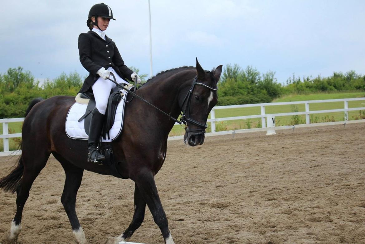 Dansk Varmblod Anza´s Fatamorgana (Fanta) - dressur stævne, sommeren 2014.. LC1 til 66.2% <3 billede 9
