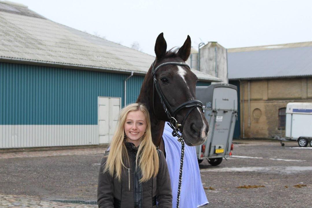 Dansk Varmblod Anza´s Fatamorgana (Fanta) billede 11