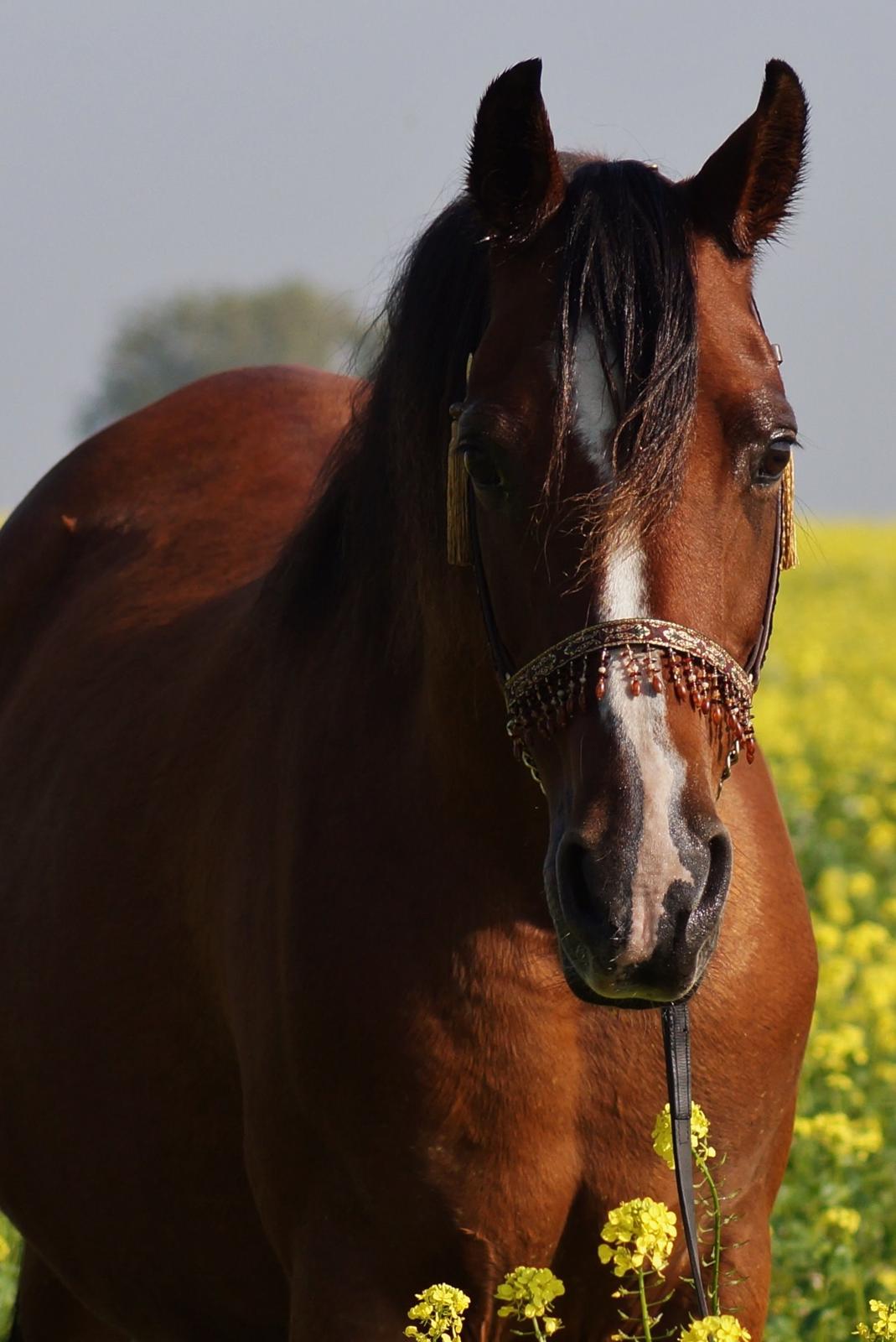 Arabisk fuldblod (OX) AC Jehmira billede 25