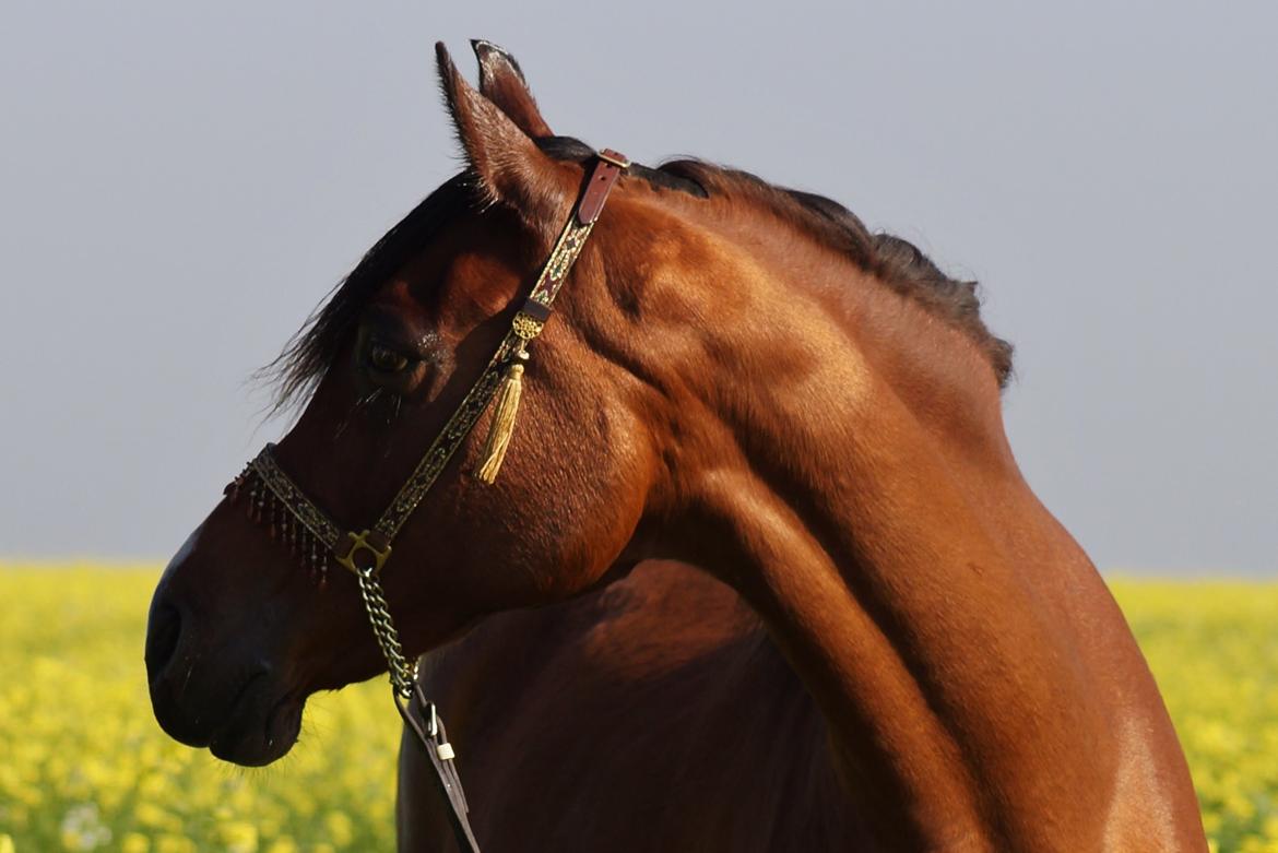 Arabisk fuldblod (OX) AC Jehmira billede 24