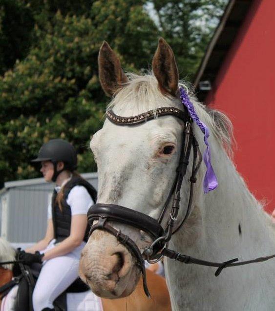 Knabstrupper Pinnochio - NSRK 2014 billede 19