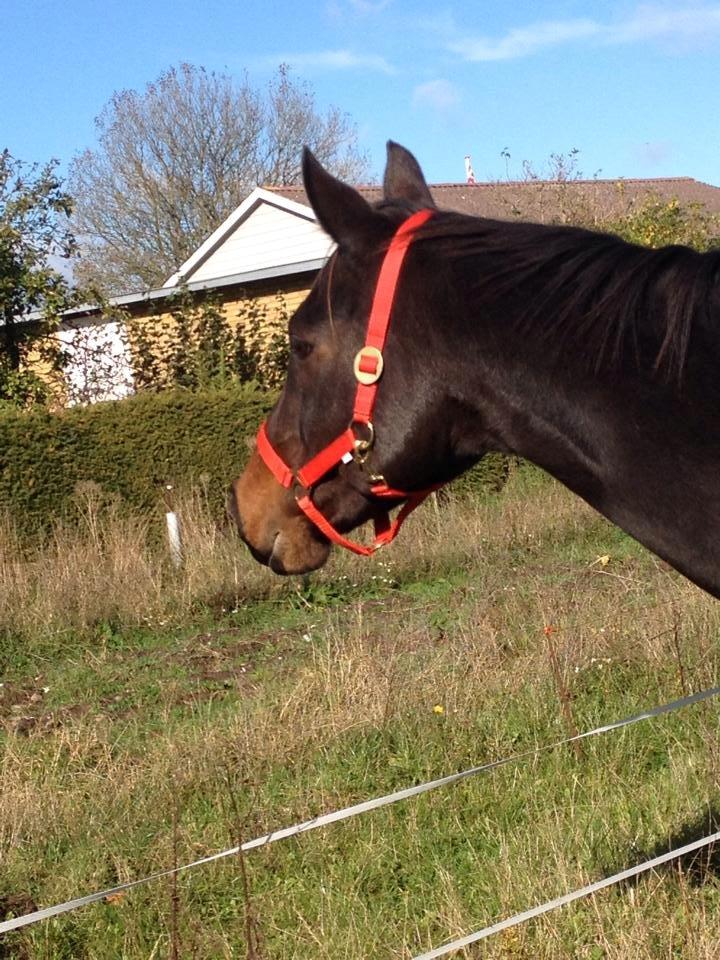 Anden særlig race Zafir Diamond - Første dag hun kom på fold <3  billede 3