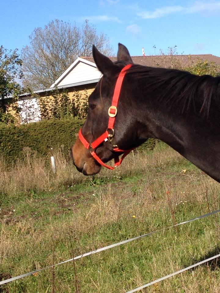 Anden særlig race Zafir Diamond - Første dag hun kom på fold <3  billede 3