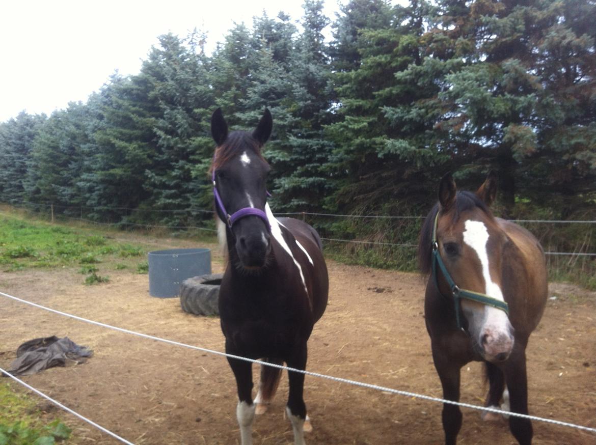 Barockpinto Nicolett - Prinsessen og hendes foldven Grunk som er Pinto billede 7