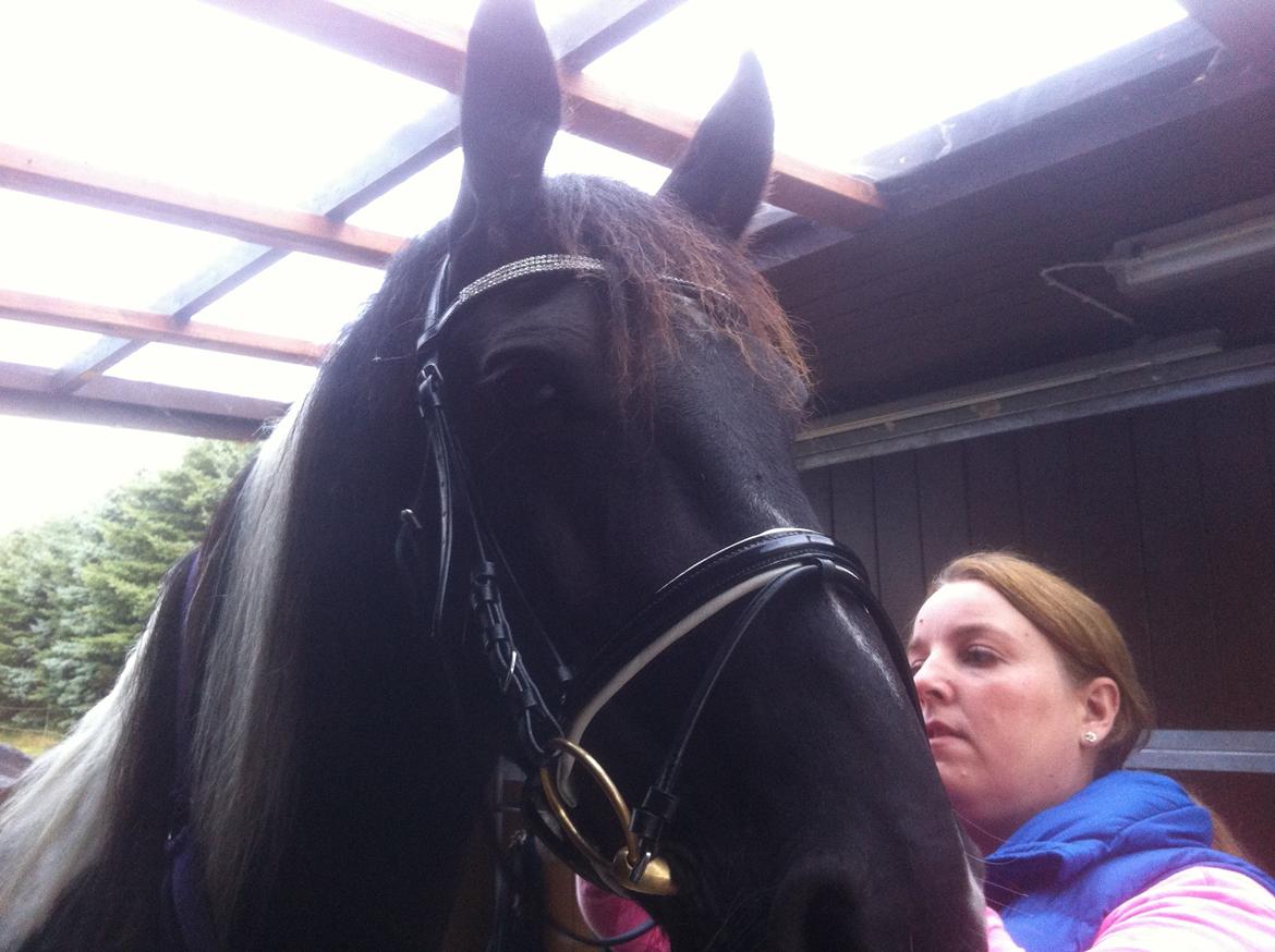 Barockpinto Nicolett - Prinsessens nye trense billede 8