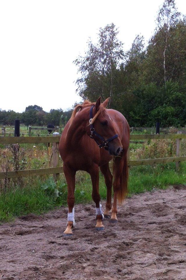 Welsh Partbred (Sec F) Aastrupgaards Ask billede 16