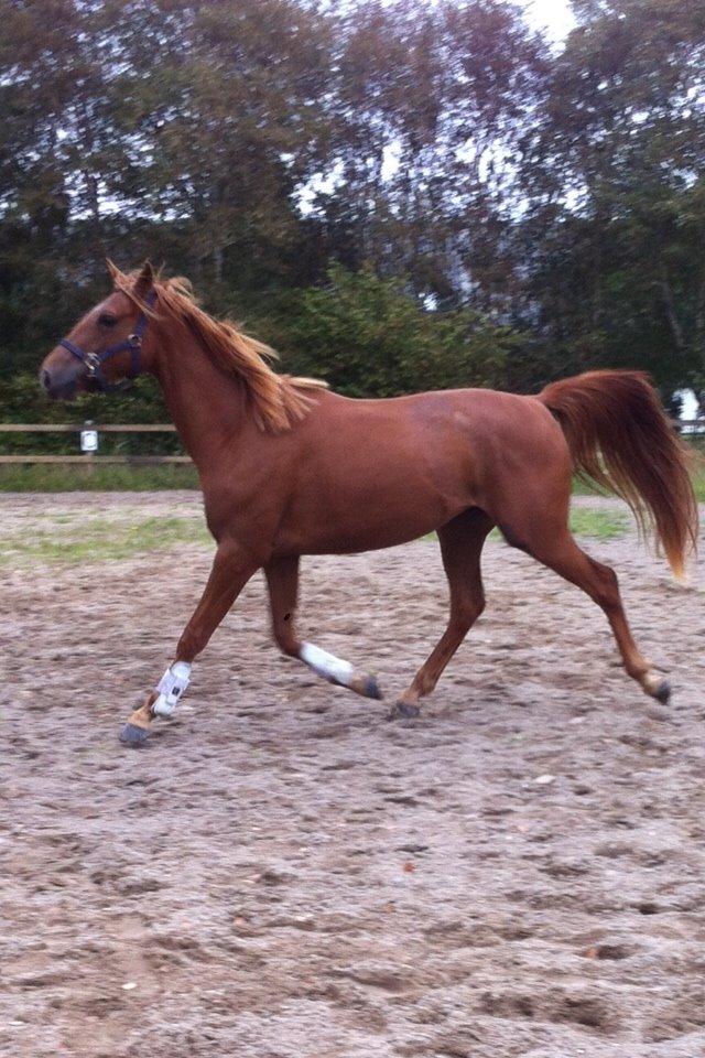 Welsh Partbred (Sec F) Aastrupgaards Ask billede 14