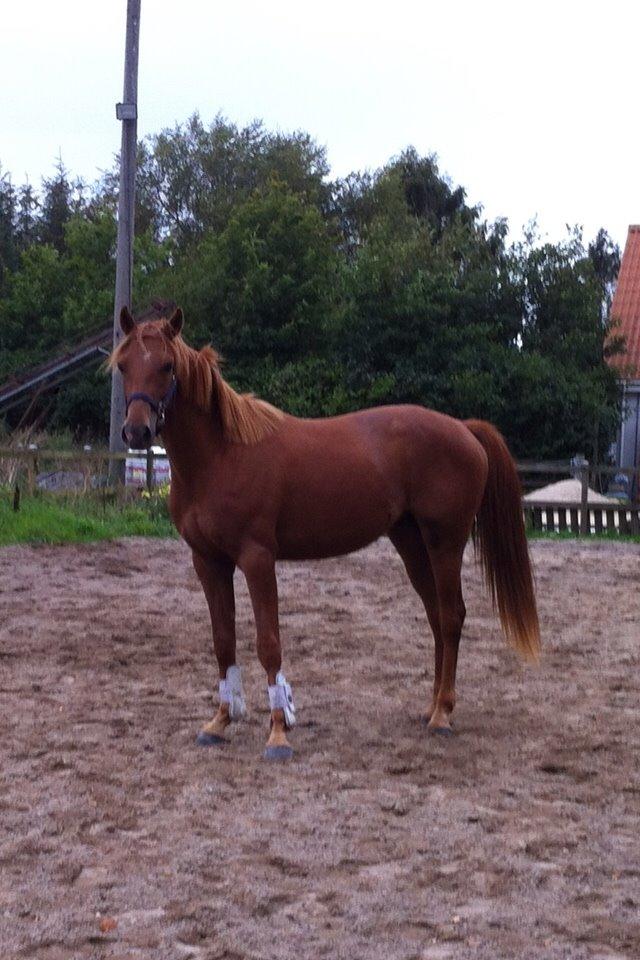 Welsh Partbred (Sec F) Aastrupgaards Ask billede 18