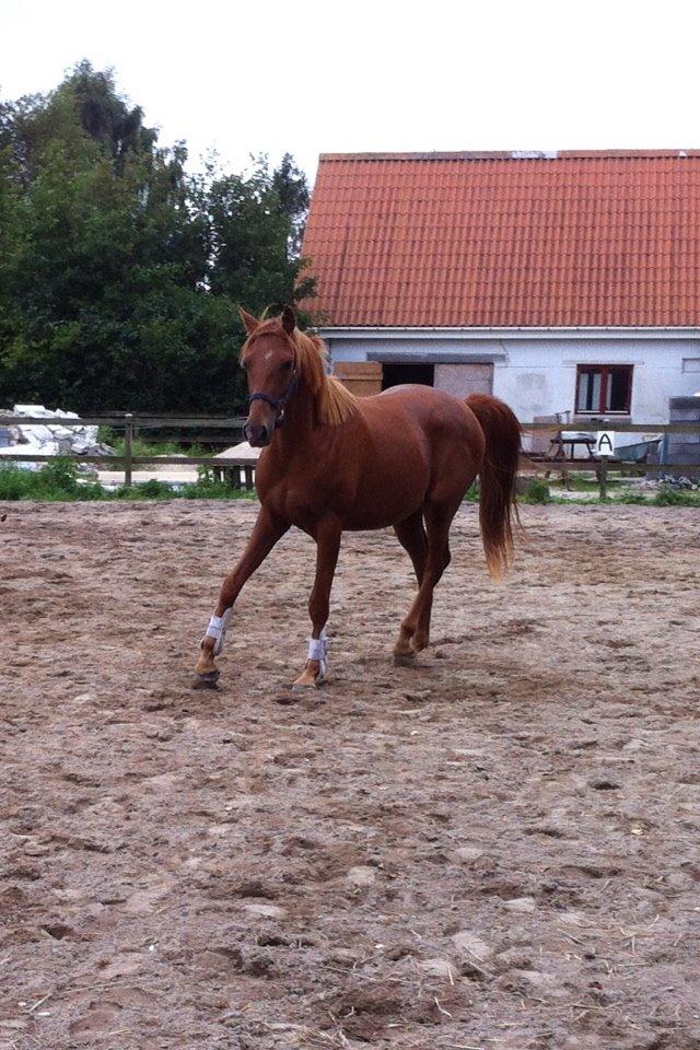 Welsh Partbred (Sec F) Aastrupgaards Ask billede 17