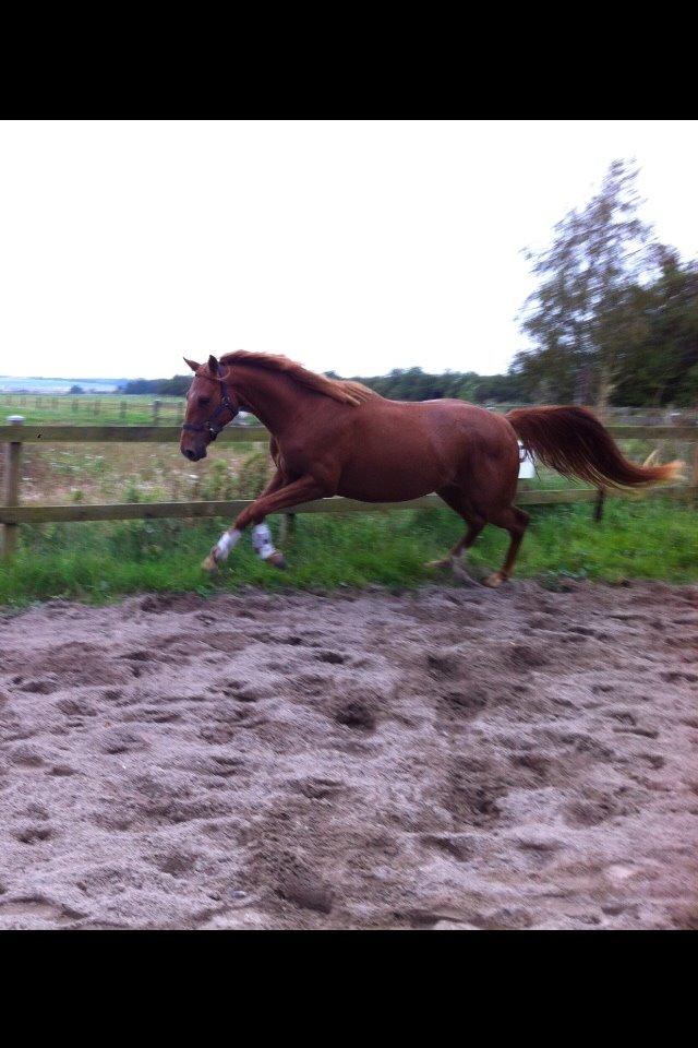 Welsh Partbred (Sec F) Aastrupgaards Ask billede 19