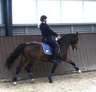 Hollandsk Sportspony Xantal-Jr. A / FEI-pony  - Træning <3 billede 13