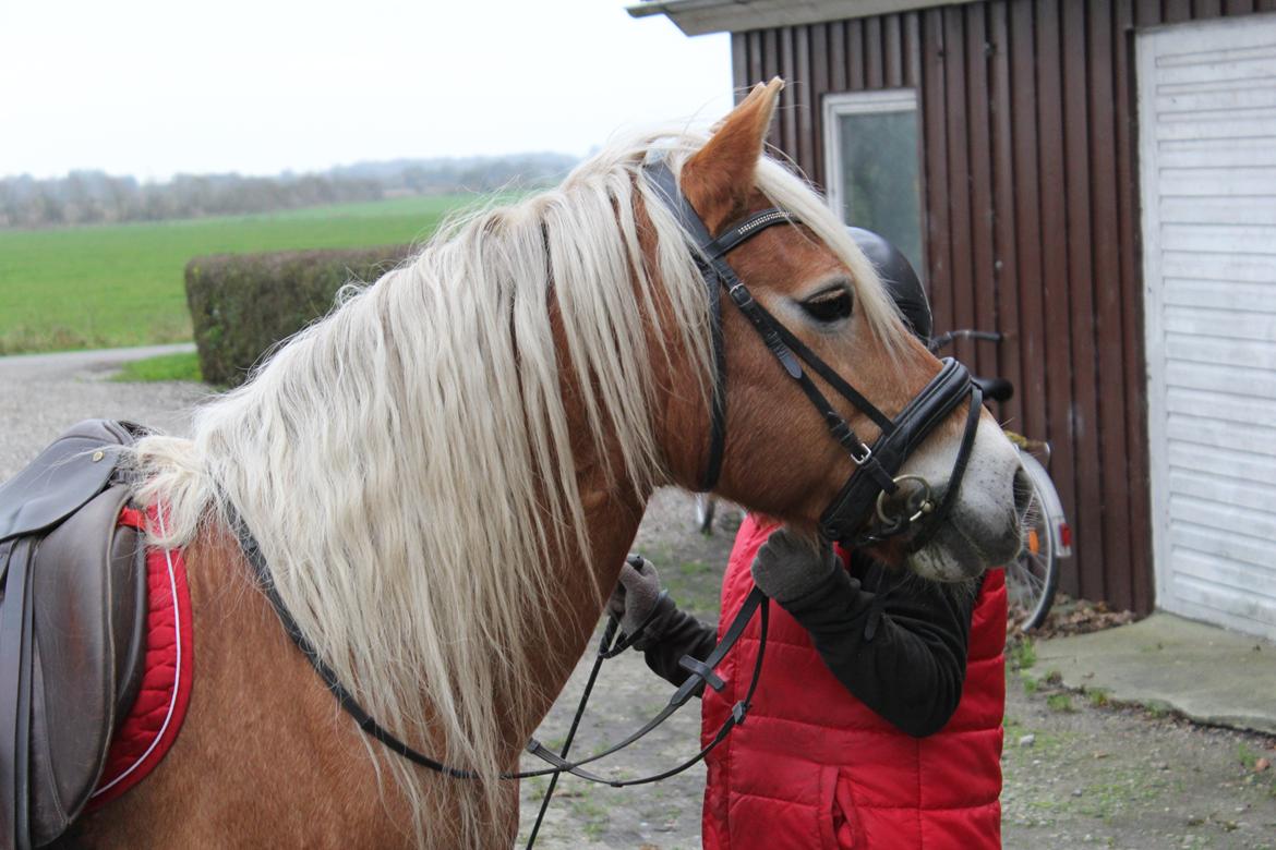 Haflinger czarina - velkommen til min profil billede 1
