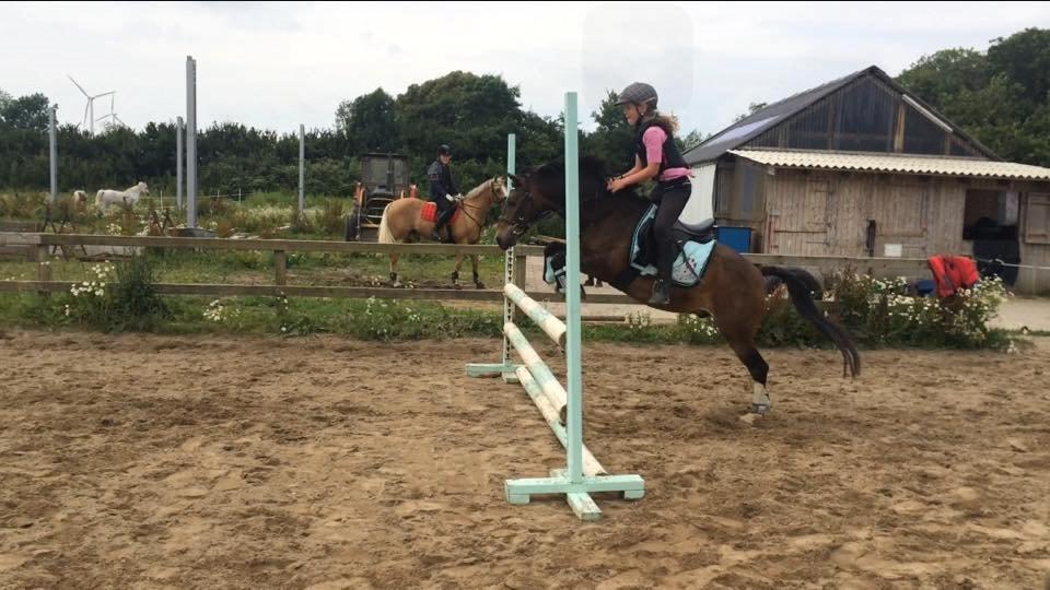 Anden særlig race tarzan (min stjerne) - springundervisning ridelejr 2014 billede 12