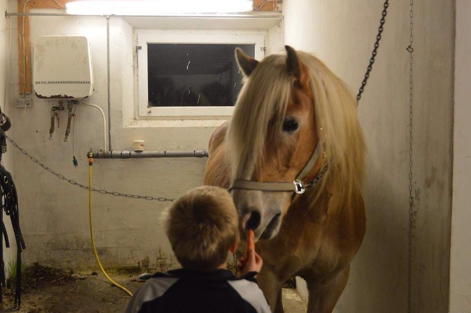 Tyroler Haflinger Monik billede 1