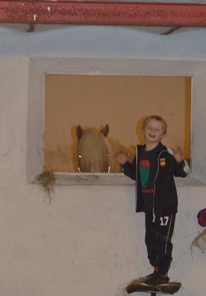 Tyroler Haflinger Monik billede 8