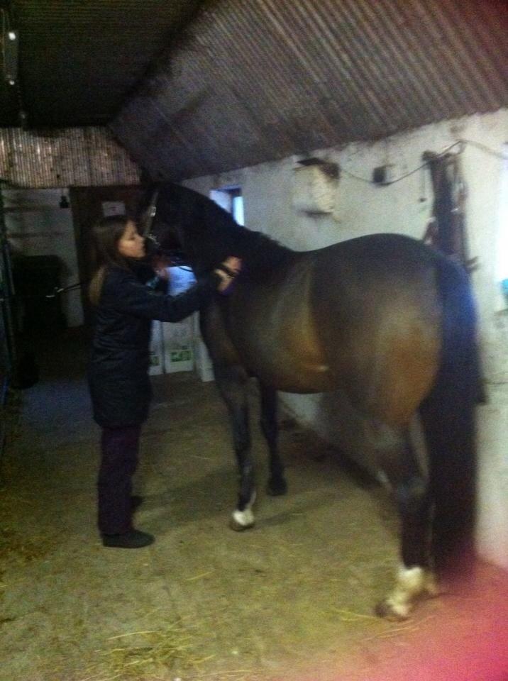 Welsh Cob (sec D) Tongerveld's Amor billede 9